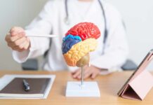 A doctor pointing at a colorful brain model during a consultation