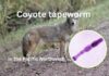 Coyote tapeworm in the Seattle area (Echinococcus multilocularis)