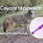 Coyote tapeworm in the Seattle area (Echinococcus multilocularis)