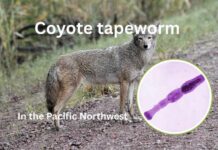 Coyote tapeworm in the Seattle area (Echinococcus multilocularis)