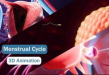 The Menstrual Cycle – 3D Medical Animation