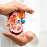 A healthcare professional holding a detailed model of a kidney