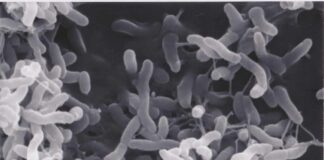 Bacteria under scanning electron microscope