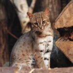 small spotted wildcat standing among tree logs