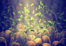 Antibiotics, C-Sections: The Microbiome Toll Microbes among intestinal villi
