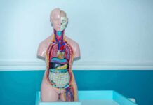 Stanford-Trained Doc Flags Leaky Gut Risks Anatomy torso model with exposed organs on a teal table