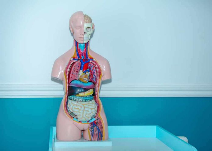 Anatomy torso model with exposed organs on a teal table